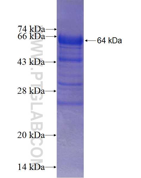 ZNF509 fusion protein Ag16445 SDS-PAGE