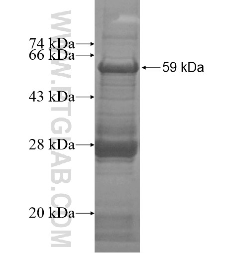 ZNF557 fusion protein Ag14239 SDS-PAGE