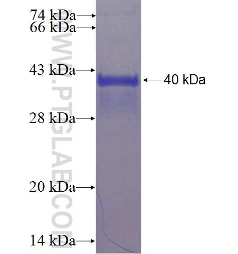 ZNF580 fusion protein Ag23313 SDS-PAGE