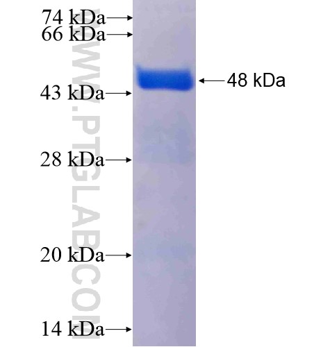 ZNF581 fusion protein Ag13903 SDS-PAGE