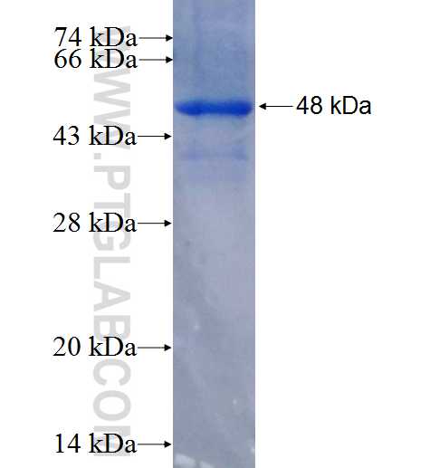 ZNF623 fusion protein Ag22348 SDS-PAGE