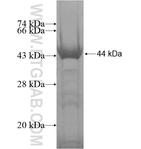 ZNF627 fusion protein Ag15167 SDS-PAGE