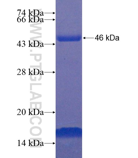 ZNF639 fusion protein Ag19854 SDS-PAGE