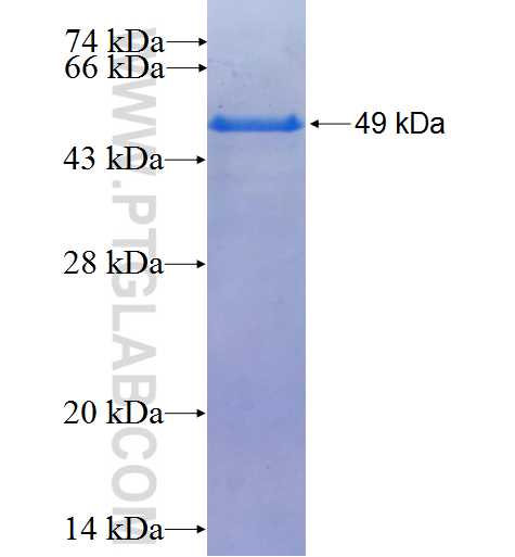 ZNF677 fusion protein Ag23796 SDS-PAGE