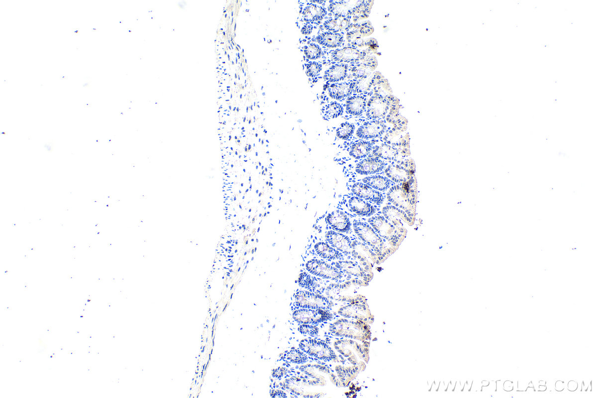 IHC staining of mouse intestine using 21075-1-AP