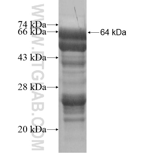 ZNF703 fusion protein Ag15242 SDS-PAGE