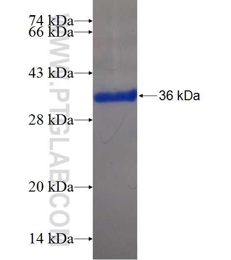 ZNF740 fusion protein Ag22295 SDS-PAGE