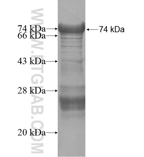 ZNF750 fusion protein Ag16116 SDS-PAGE