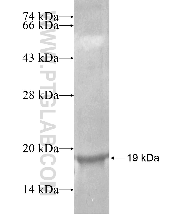 ZNF792 fusion protein Ag17014 SDS-PAGE