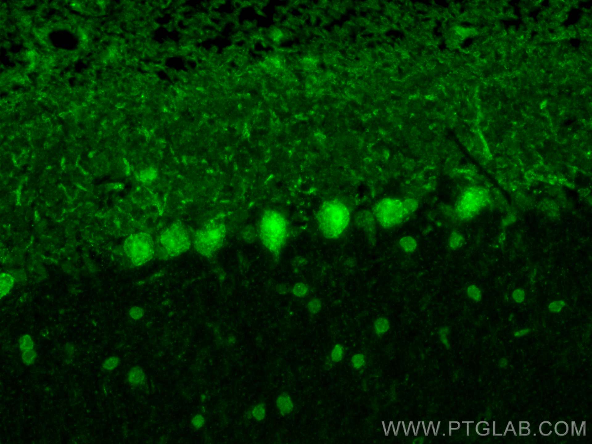 IF Staining of mouse cerebellum using 17448-1-AP