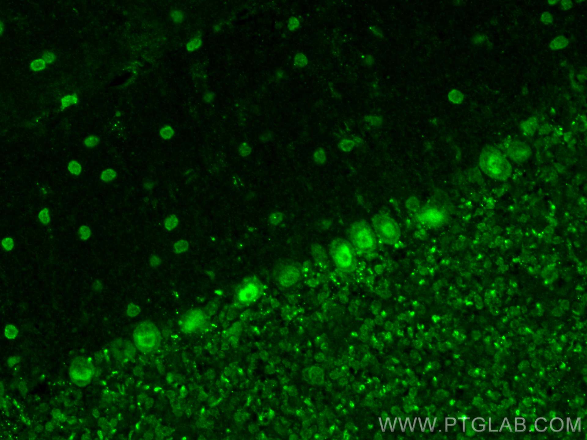 IF Staining of mouse cerebellum using 17448-1-AP