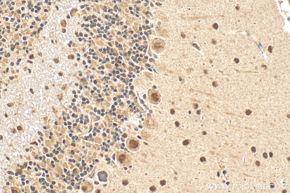 IHC staining of mouse cerebellum using 17448-1-AP