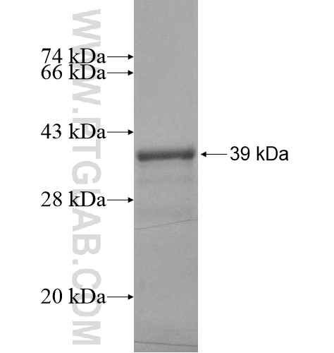 ZNF816A fusion protein Ag15658 SDS-PAGE