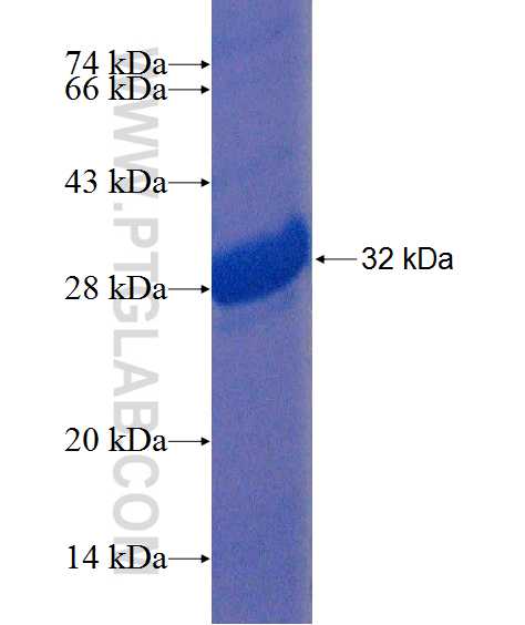 ZNF846 fusion protein Ag21729 SDS-PAGE