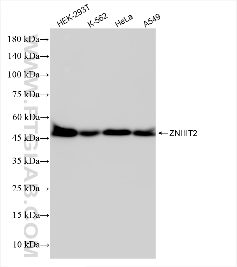 WB analysis using 84418-7-RR