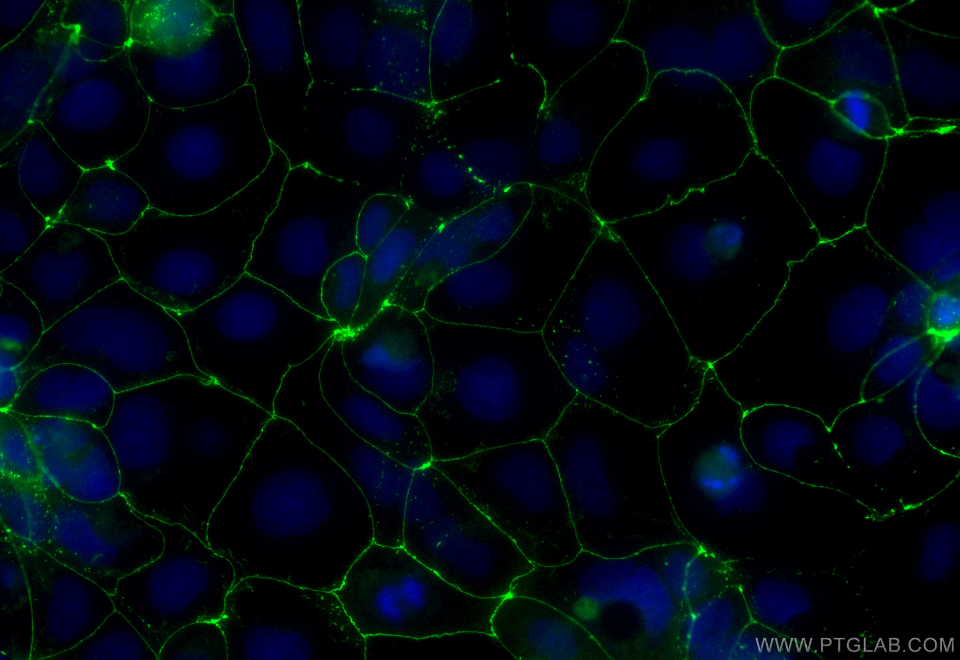 IF Staining of Caco-2 using CL488-82870-7