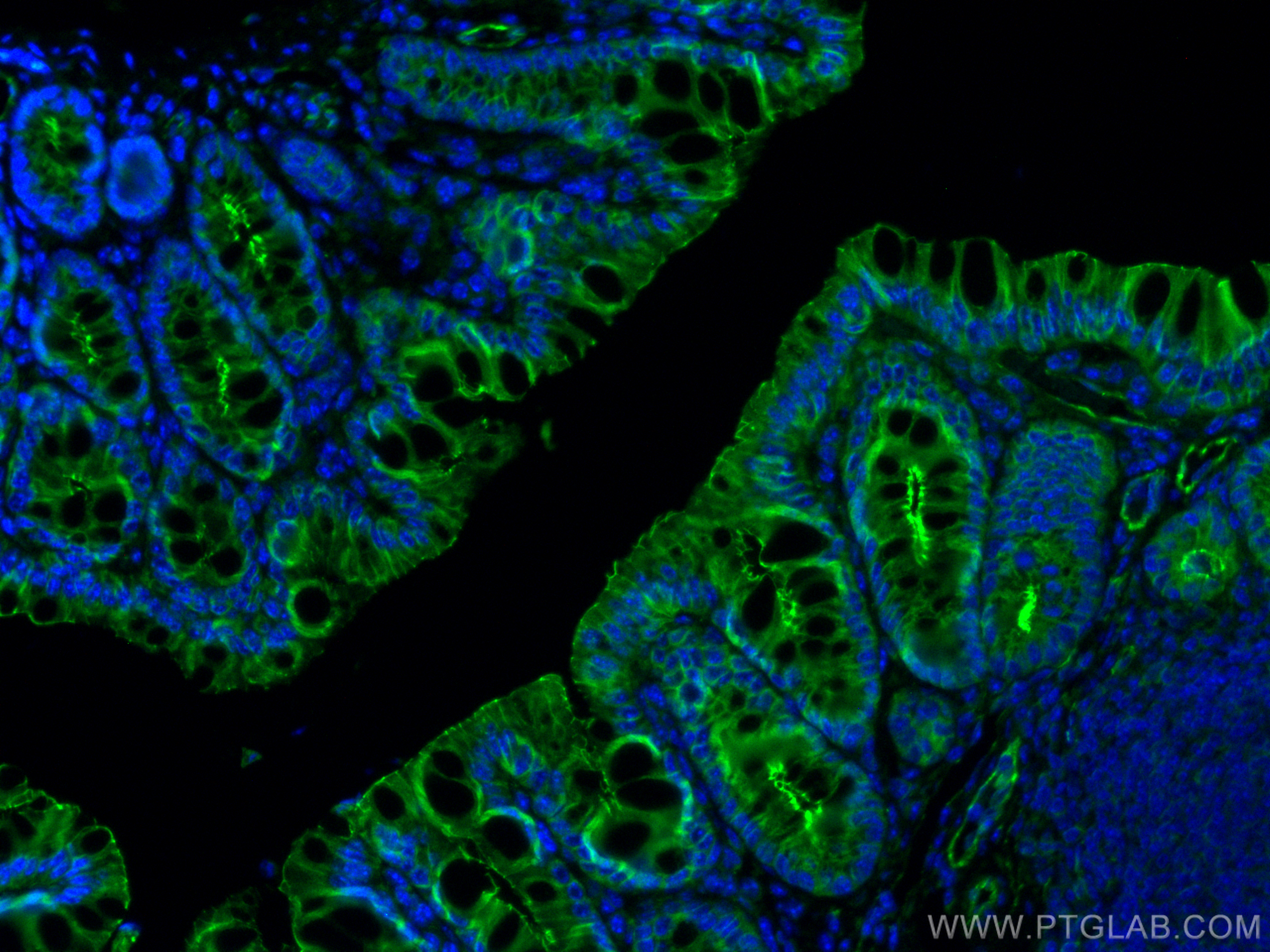 IF Staining of mouse colon using 82870-1-RR (same clone as 82870-1-PBS)