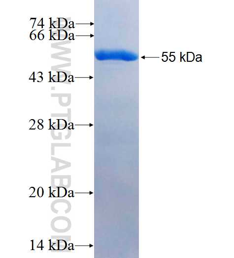 ZRSR1 fusion protein Ag26447 SDS-PAGE