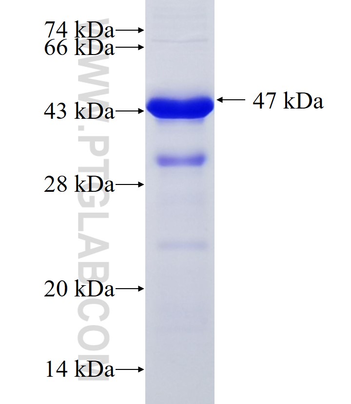 ZSCAN18 fusion protein Ag33264 SDS-PAGE