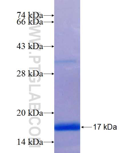 ZSCAN4 fusion protein Ag25823 SDS-PAGE