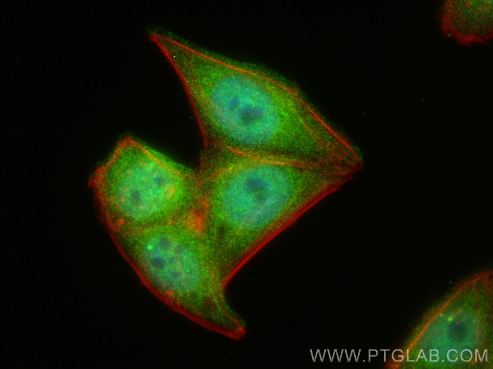 IF Staining of HepG2 using 12282-2-AP