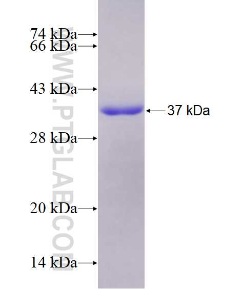 ZWINT fusion protein Ag28614 SDS-PAGE