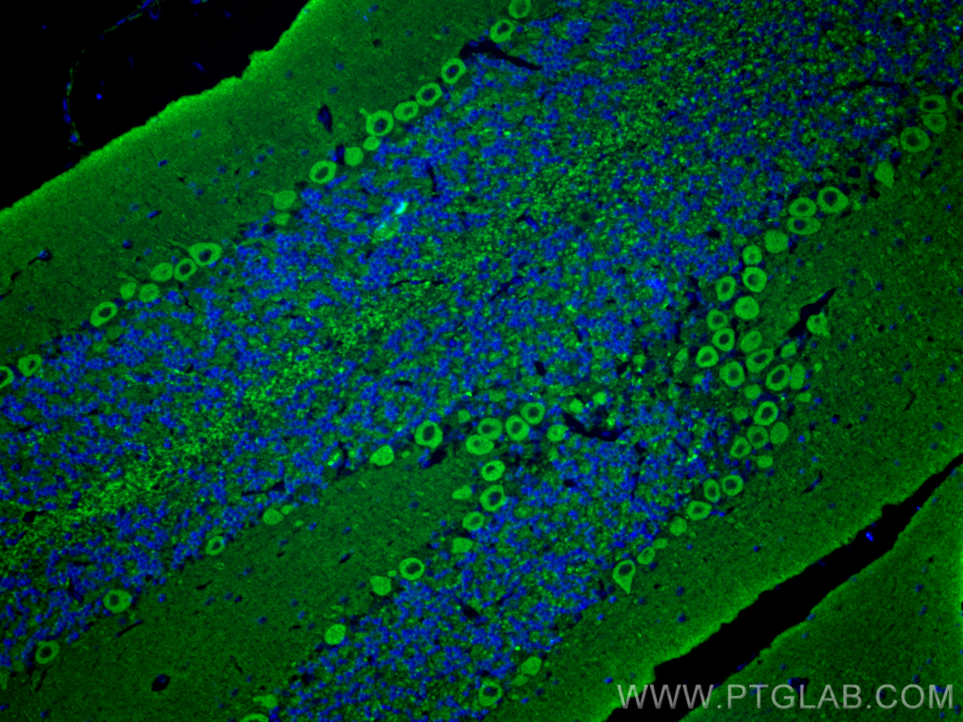 IF Staining of mouse cerebellum using 66412-1-Ig