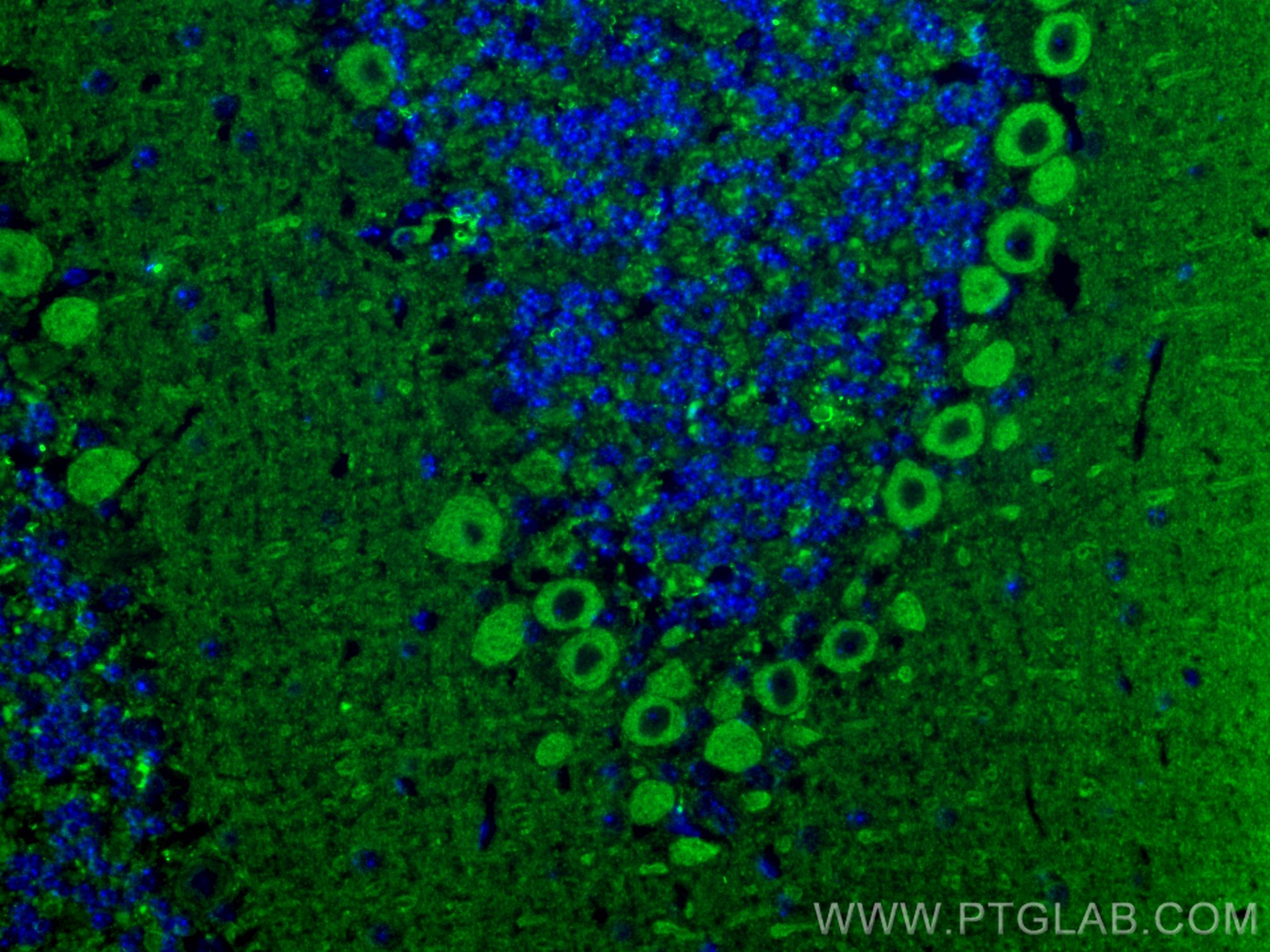 IF Staining of mouse cerebellum using 66412-1-Ig