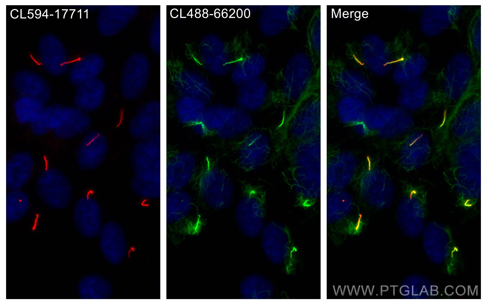 IF Staining of hTERT-RPE1 using CL488-66200