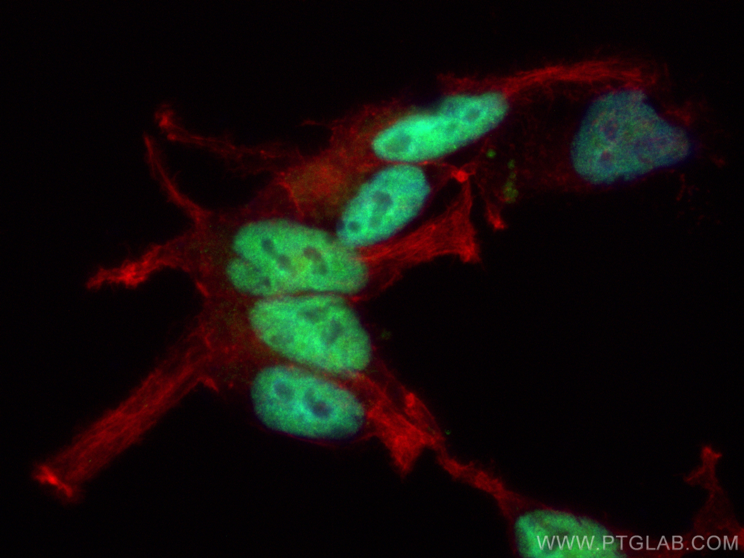 IF Staining of LNCaP using CL488-81844