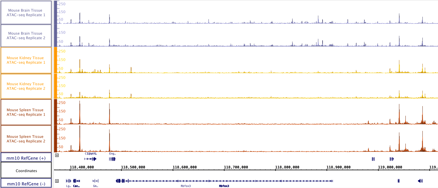 ATAC-Seq Kit Genome Browser