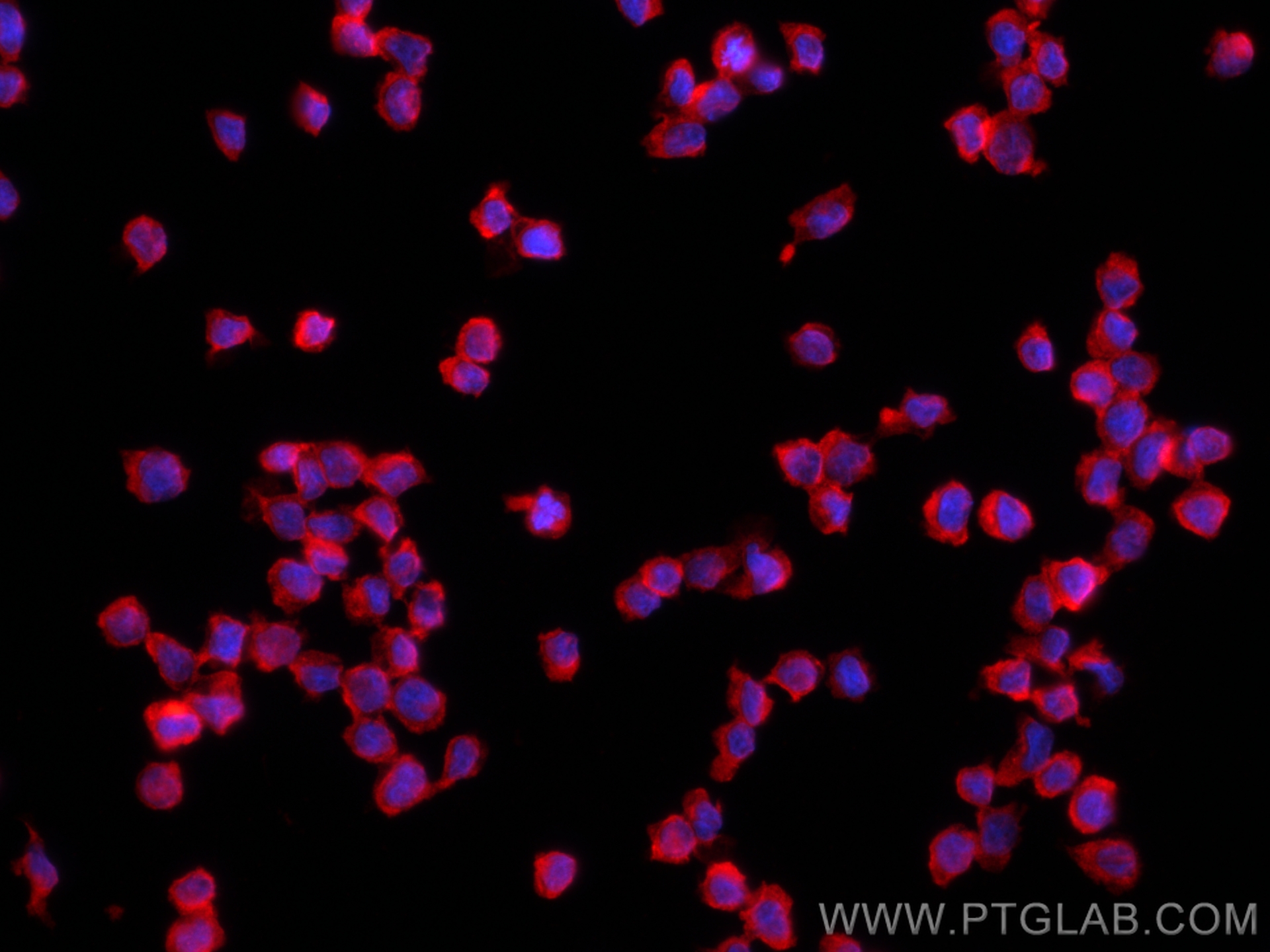 IF Staining of THP-1 using 29958-1-AP