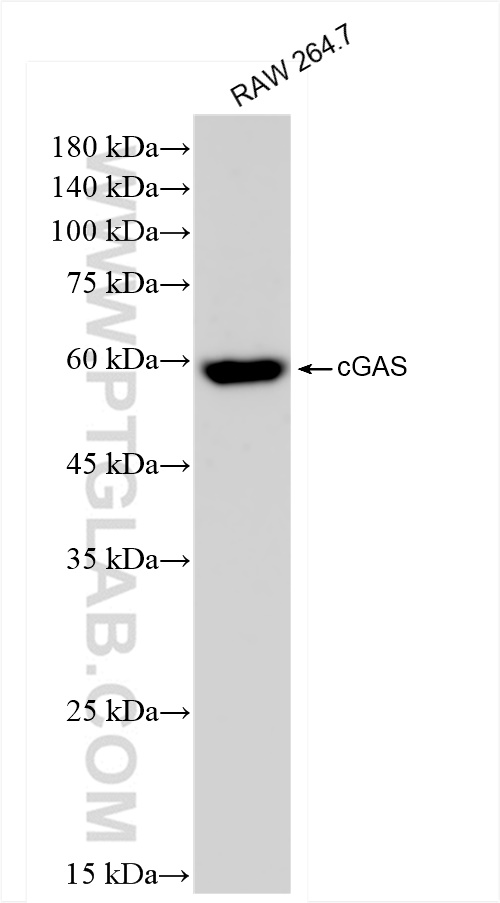 WB analysis of RAW 264.7 using 84045-1-RR