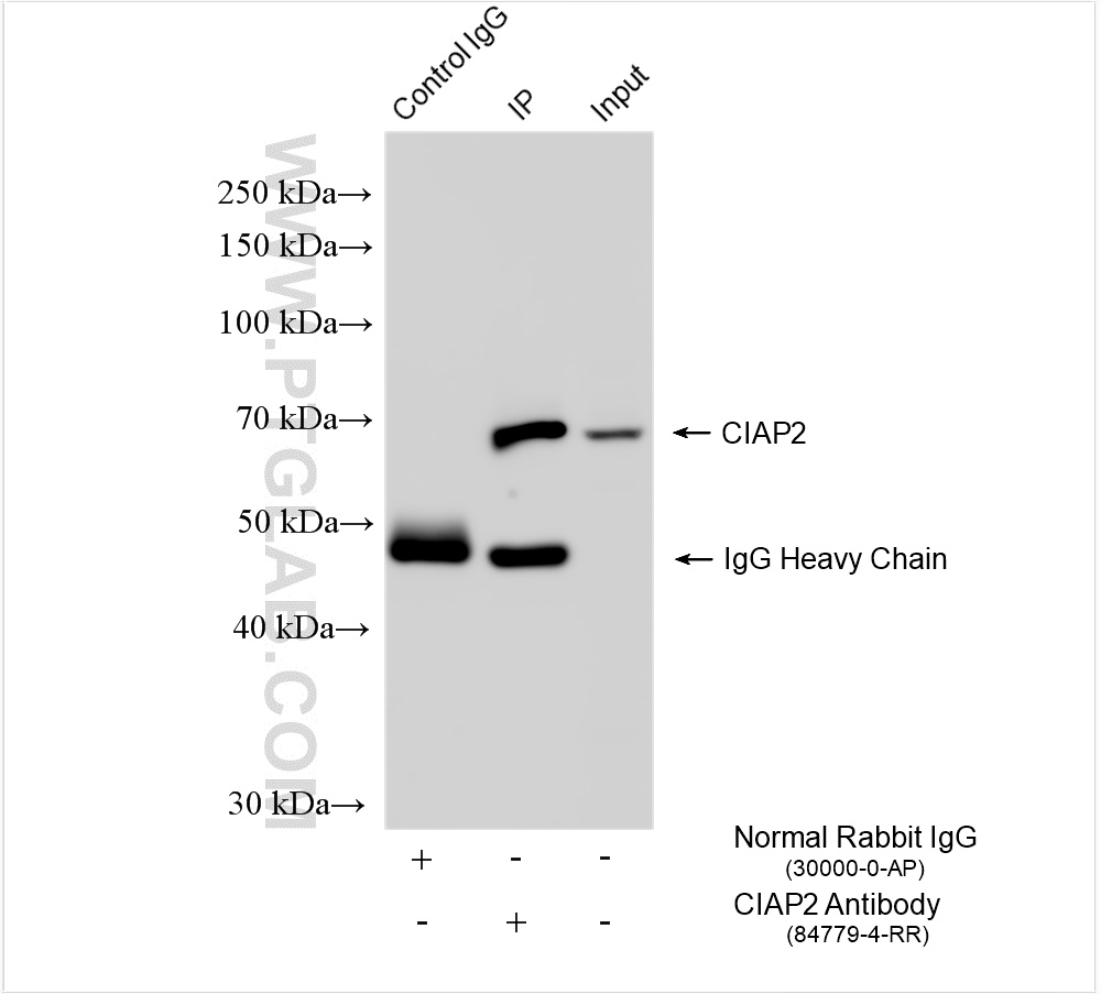 IP experiment of Raji using 84779-4-RR