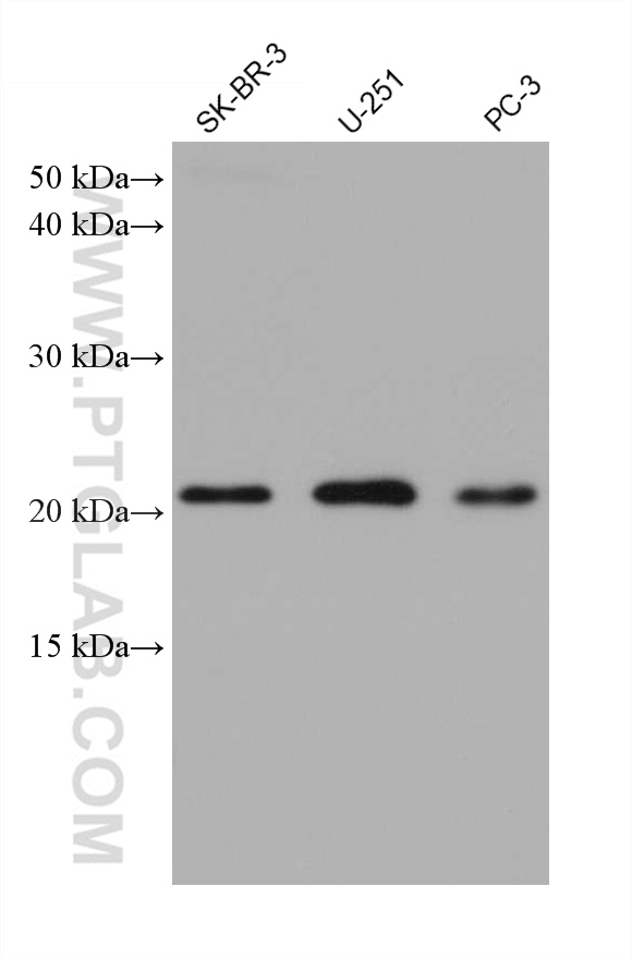 WB analysis using 68225-1-Ig