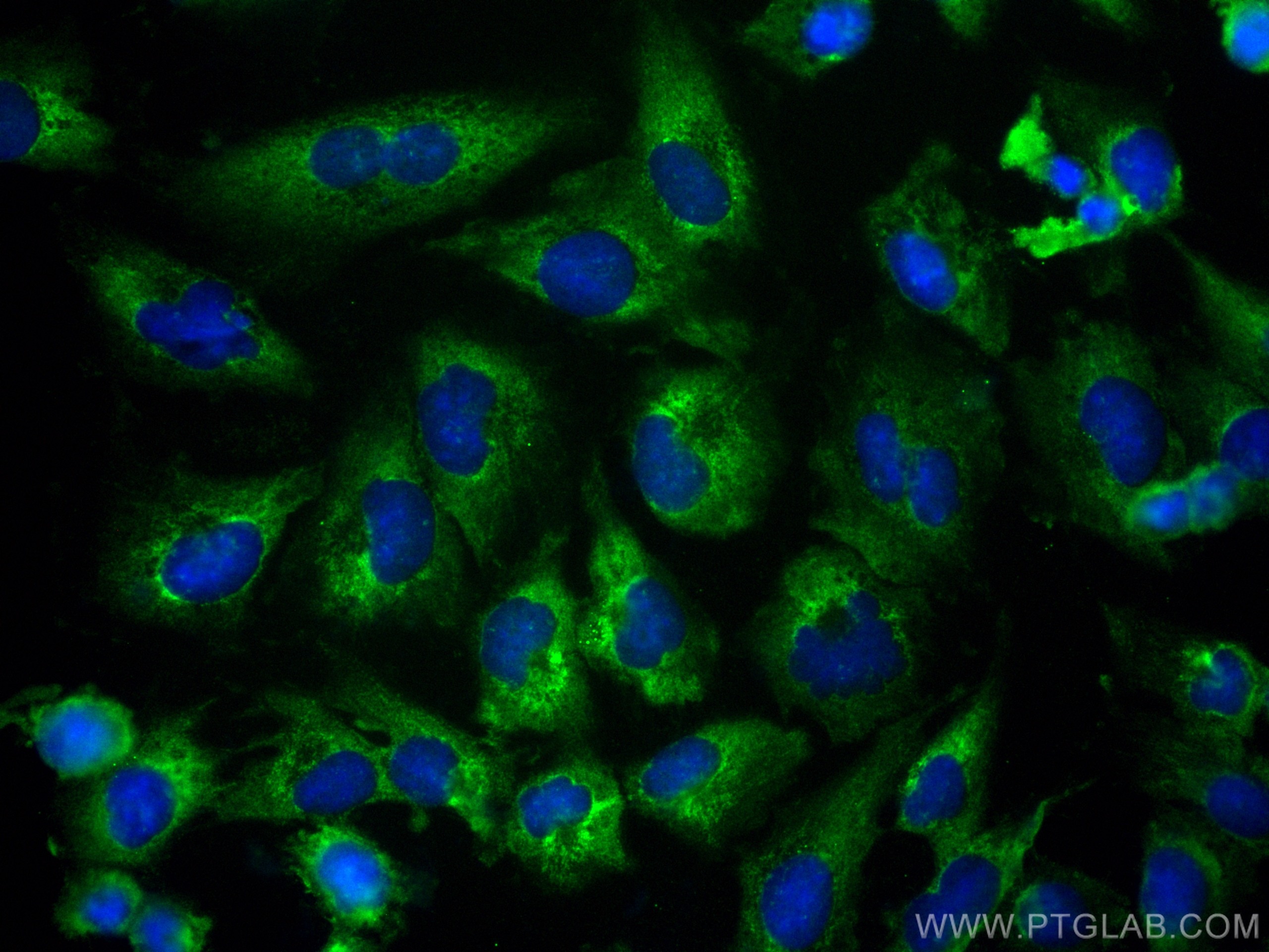 IF Staining of U-251 using CL488-68225