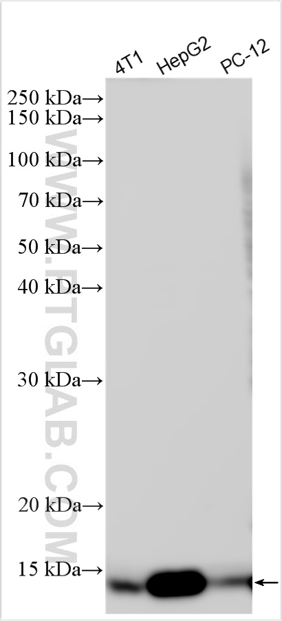 WB analysis using 31116-1-AP