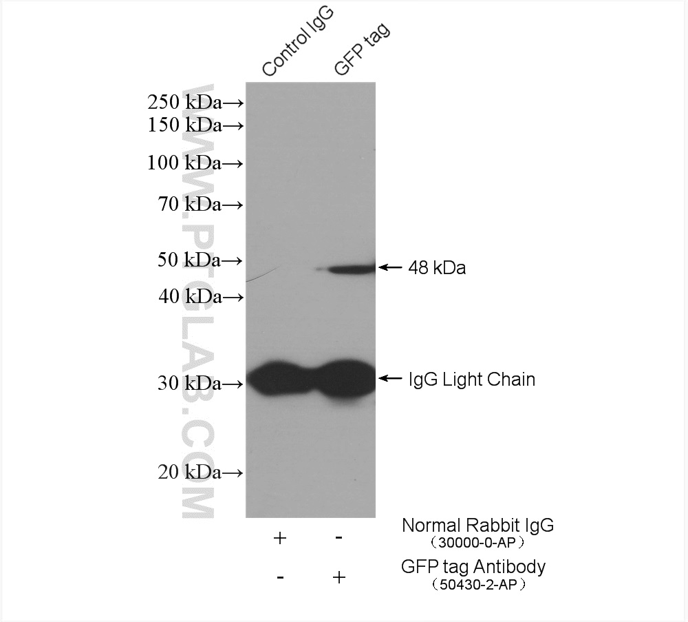 IP experiment of Transfected HEK-293 using 50430-2-AP