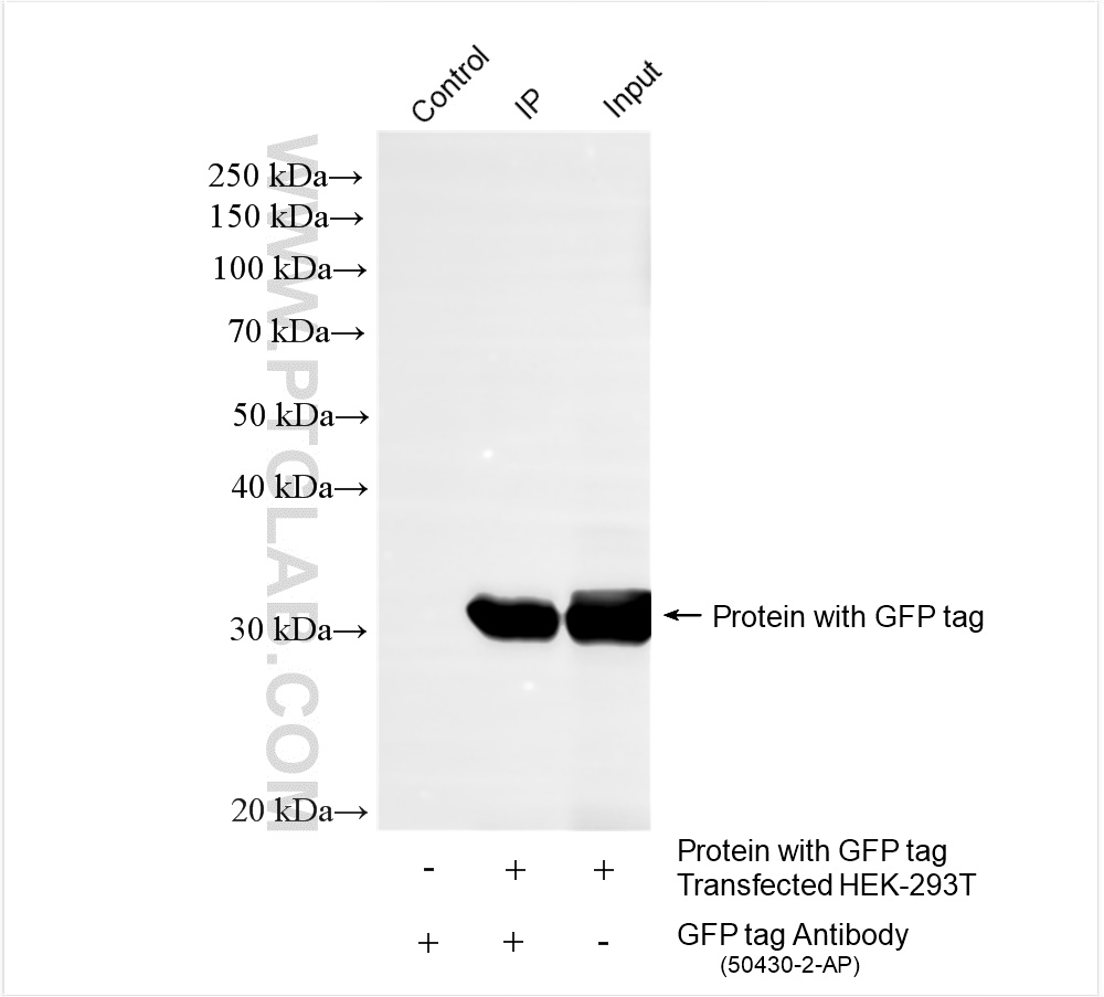 IP experiment of Transfected HEK-293T using 50430-2-AP