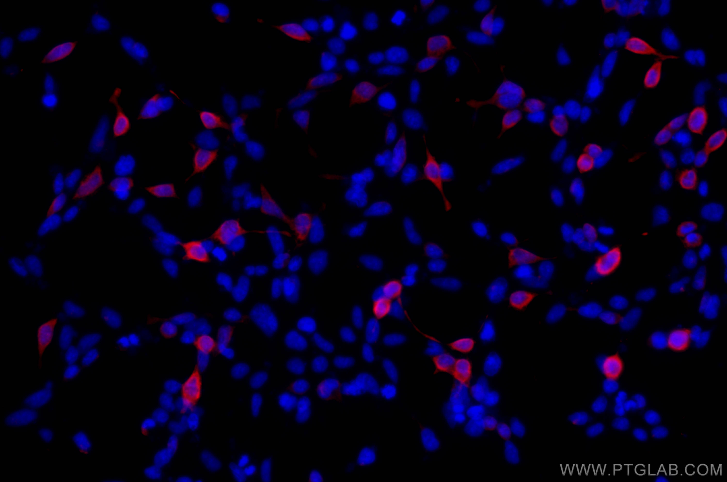 IF Staining of Transfected HEK-293 using 66002-1-Ig