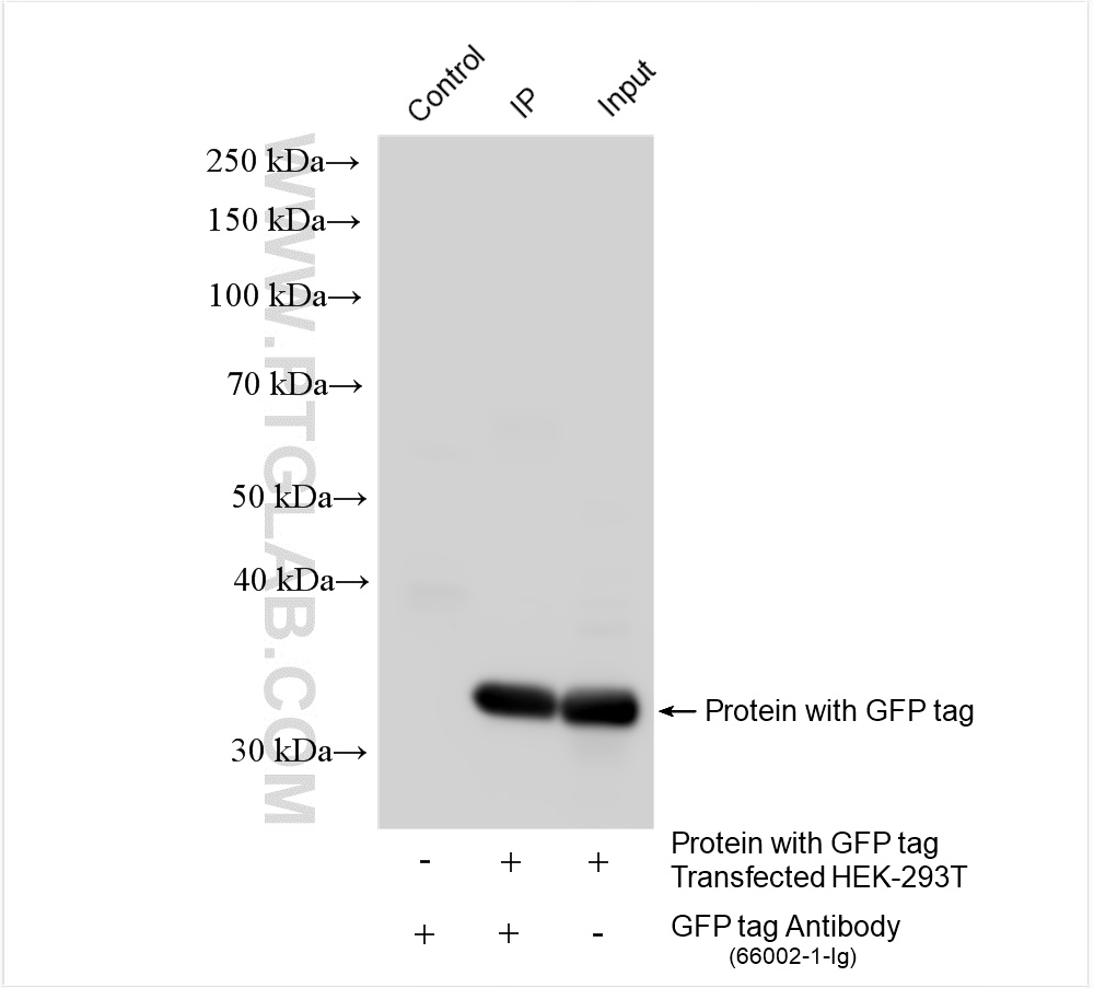 IP experiment of Transfected HEK-293T using 66002-1-Ig