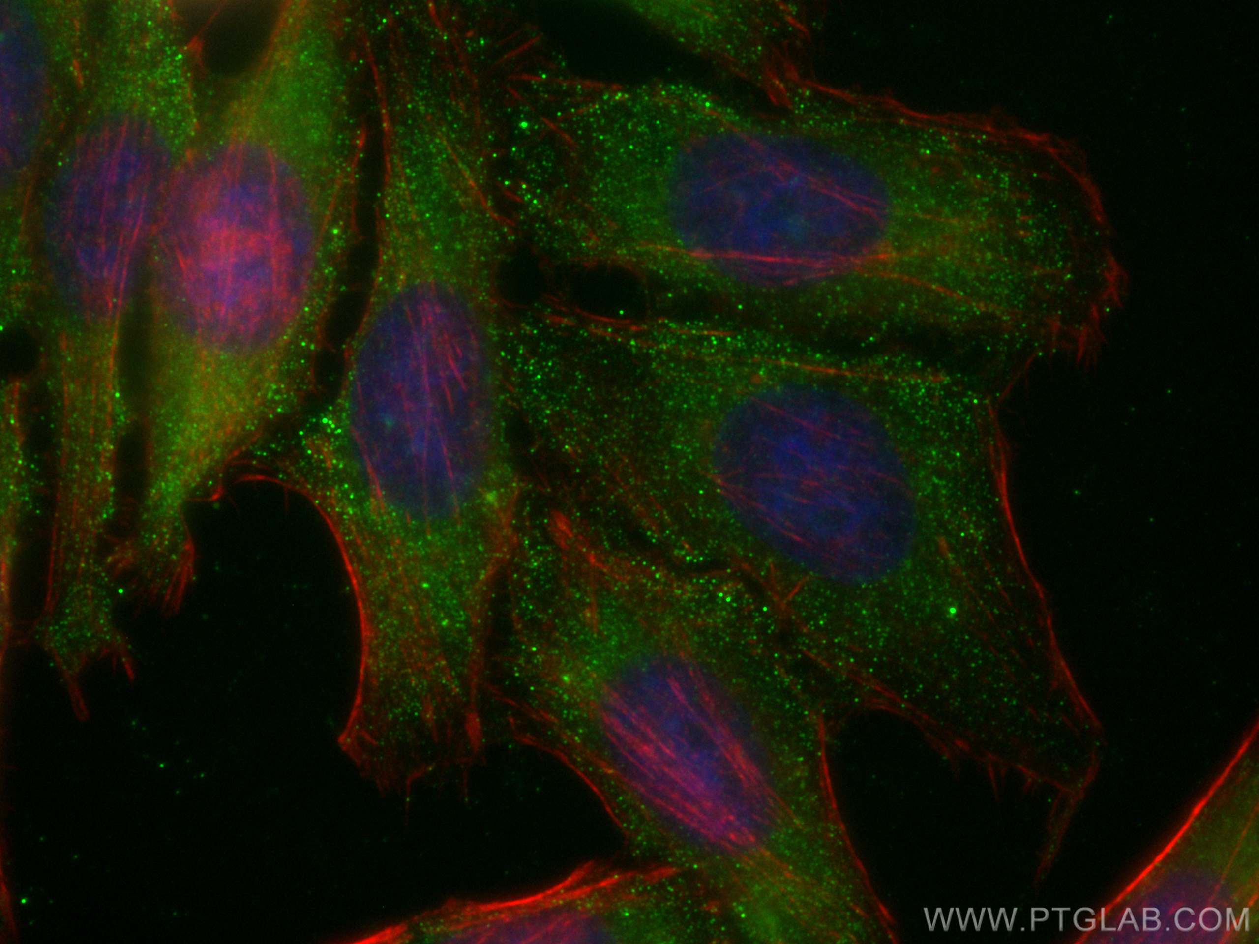 IF Staining of HepG2 using CL488-68217