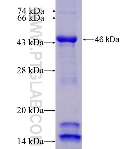 fetuin-B fusion protein Ag12463 SDS-PAGE