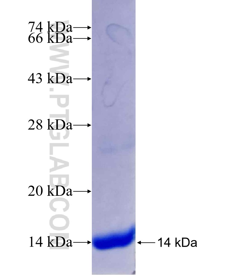 filamin-c fusion protein Ag29481 SDS-PAGE