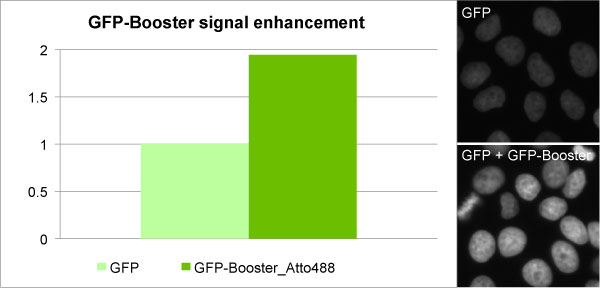 Enhancement of GFP signal with GFP-Booster Atto488: Comparison of signal intensity of a cell line stably expressing a nuclear GFP-fusion protein before and after GFP-Booster treatment.