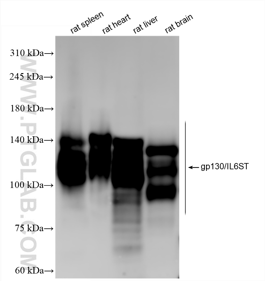 WB analysis using 84113-5-RR (same clone as 84113-5-PBS)