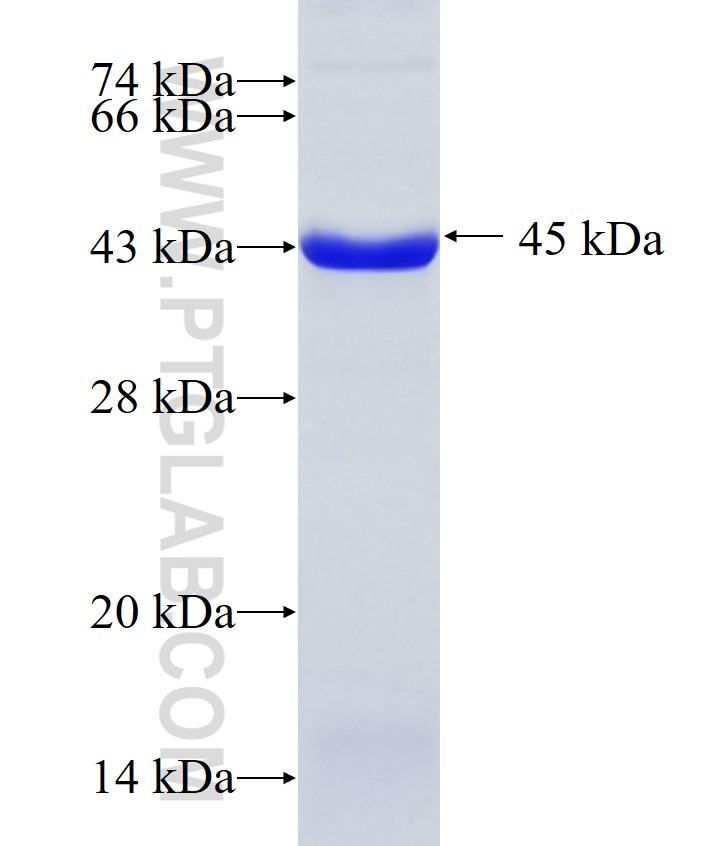 hnRNP-E1 fusion protein Ag6007 SDS-PAGE