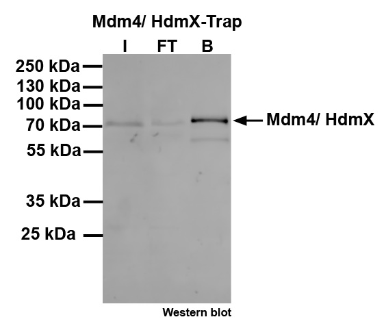 Pull-down of Mdm4/HdmX: Western blot
I: Input, FT: Flow-through, B: Bound.