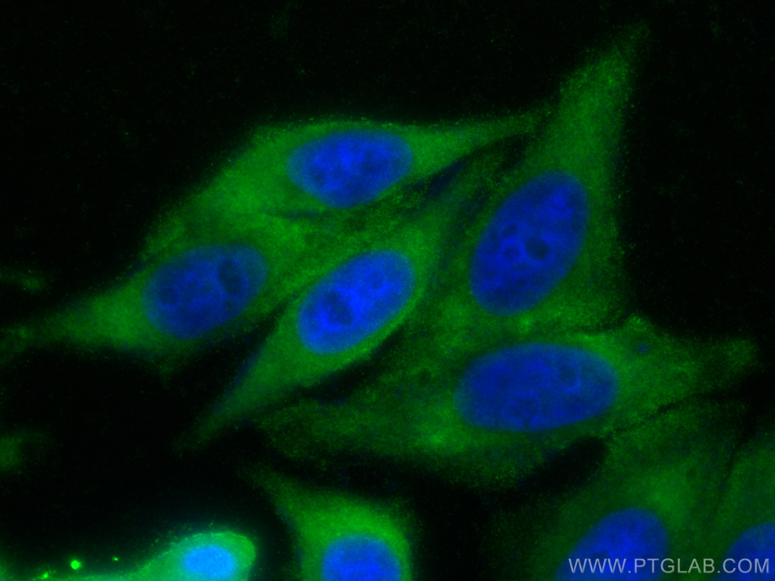 IF Staining of HepG2 using CL488-80517
