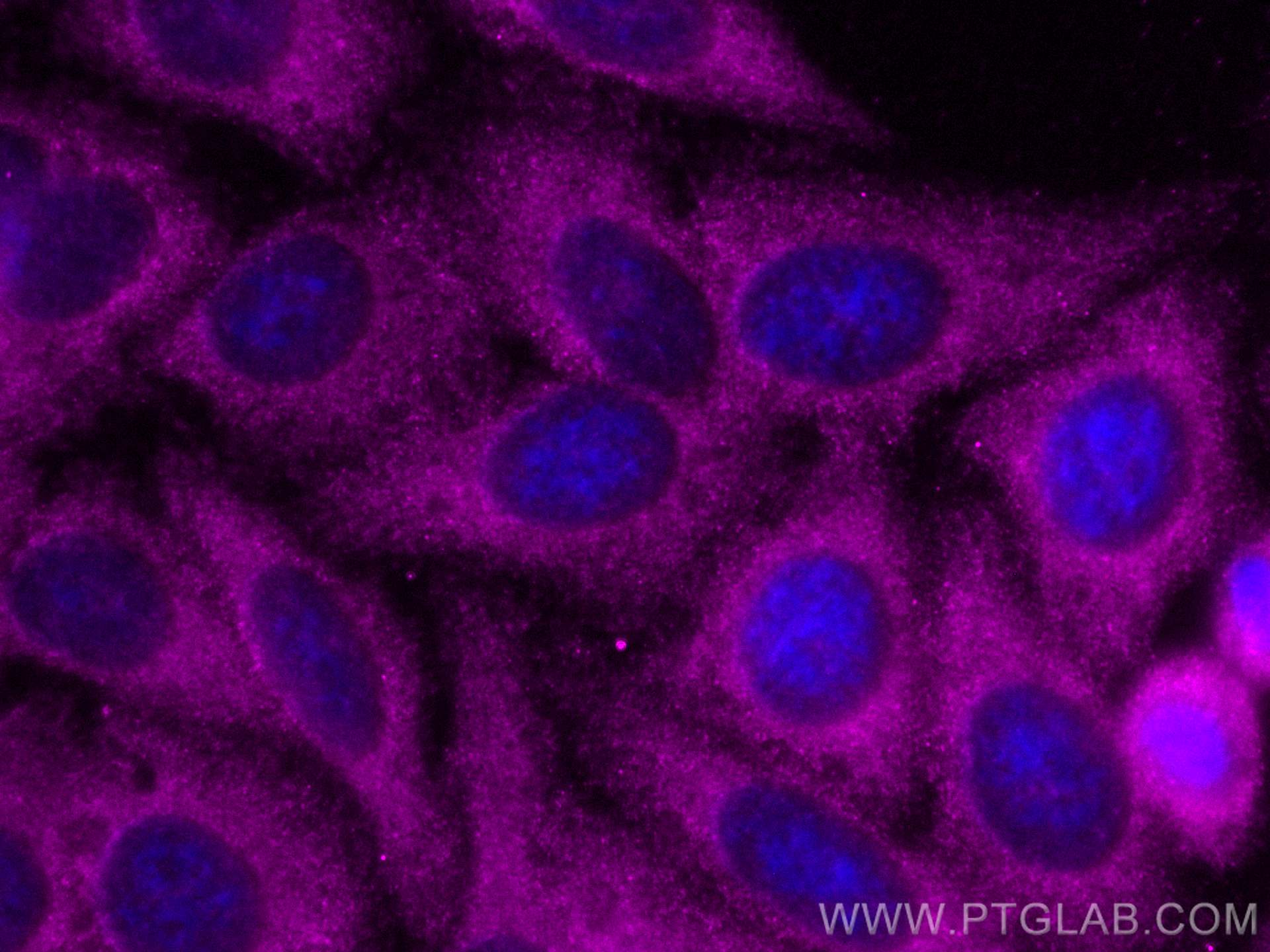 IF Staining of HepG2 using CL647-18985